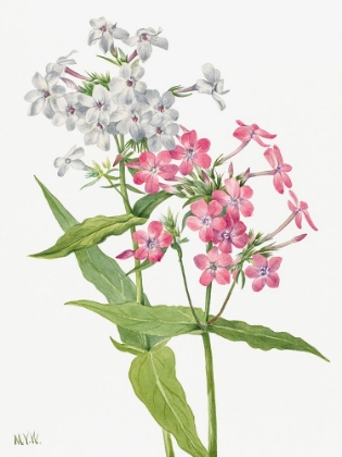 Picture of PERENNIAL PHLOX