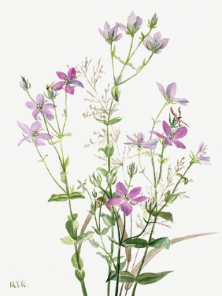 Picture of SABBALIA ANGULARIS-1880