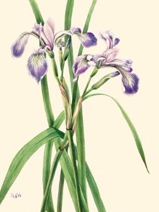 Picture of BLUEFLAG IRIS-1919