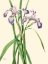 Picture of BLUEFLAG IRIS-1919