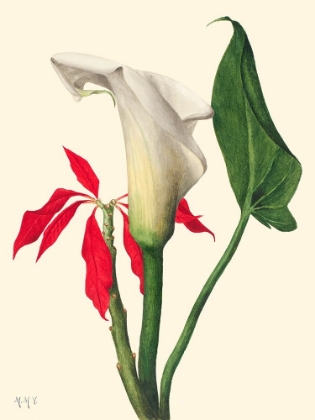 Picture of CALLA LILY-1877