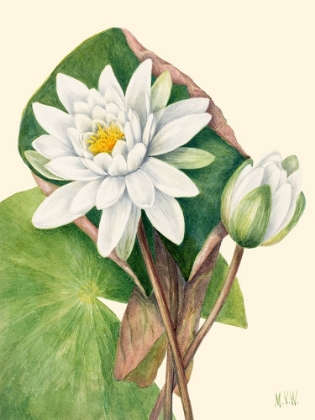 Picture of AMERICAN WATERLILY-1920