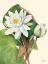 Picture of AMERICAN WATERLILY-1920