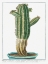 Picture of TITHYMALUS