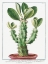 Picture of EUPHORBIO-SPINOSUM