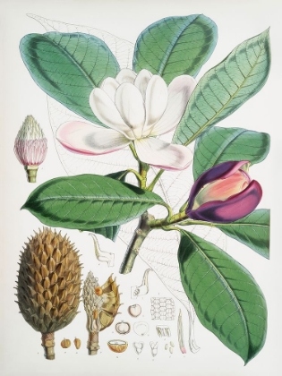 Picture of MAGNOLIA HODGSONII-1855