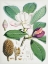 Picture of MAGNOLIA HODGSONII-1855