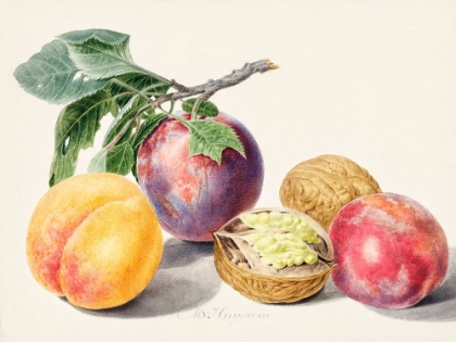 Picture of FRUITS I