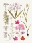 Picture of HAND DRAWN PINK FLOWERS