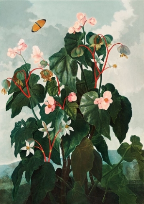 Picture of BEGONIA FROM THE TEMPLE OF FLORA