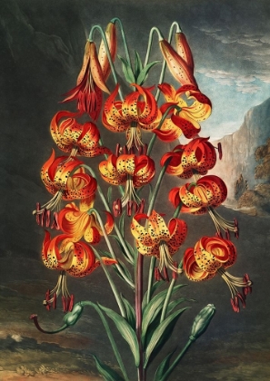 Picture of THE LILY FROM THE TEMPLE OF FLORA