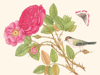 Picture of A BIRD ON ROSE BRANCH