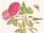 Picture of A BIRD ON ROSE BRANCH