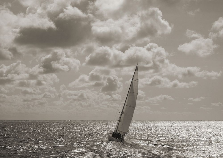 Picture of SAILING