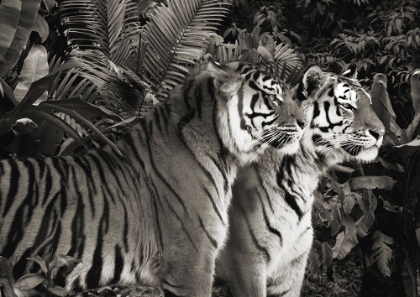 Picture of TWO BENGAL TIGERS (BW)