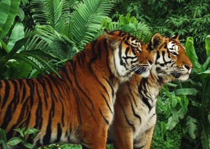 Picture of TWO BENGAL TIGERS