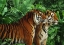 Picture of TWO BENGAL TIGERS