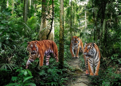 Picture of BENGAL TIGERS
