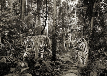 Picture of BENGAL TIGERS (BW)