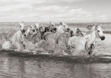 Picture of HERD OF HORSES- CAMARGUE
