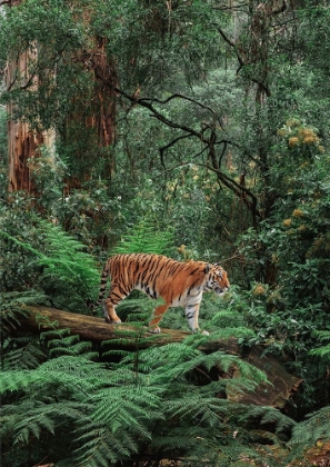 Picture of IN THE JUNGLE