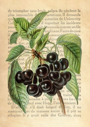 Picture of CHERRIES- AFTER J. WRIGHT