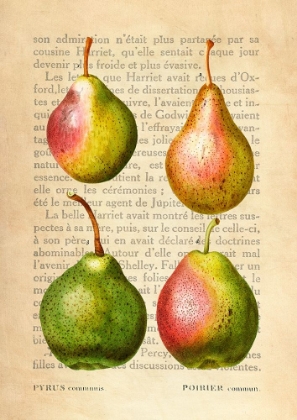 Picture of PEARS- AFTER REDOUTE
