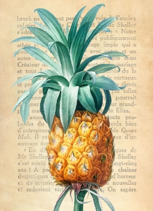 Picture of PINEAPPLE- AFTER REDOUTE