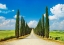 Picture of CYPRESS ALLEY- SAN QUIRICO DORCIA- TUSCANY