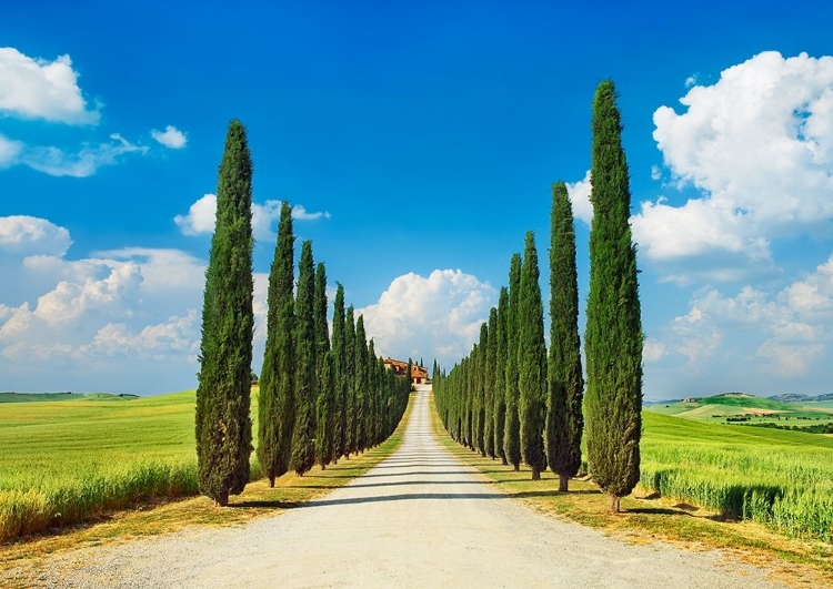 Picture of CYPRESS ALLEY- SAN QUIRICO DORCIA- TUSCANY