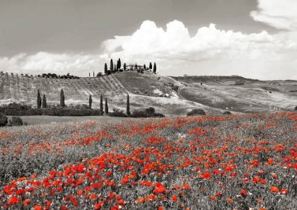 Picture of FARMHOUSE WITH CYPRESSES AND POPPIES- VAL DORCIA- TUSCANY (BW)