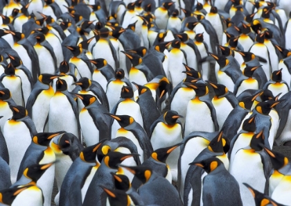 Picture of KING PENGUIN COLONY- ANTARCTICA