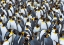Picture of KING PENGUIN COLONY- ANTARCTICA