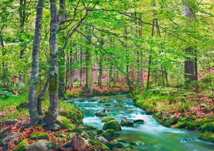 Picture of FOREST BROOK THROUGH BEECH FOREST- BAVARIA- GERMANY