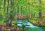 Picture of FOREST BROOK THROUGH BEECH FOREST- BAVARIA- GERMANY