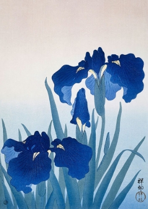 Picture of IRIS FLOWERS