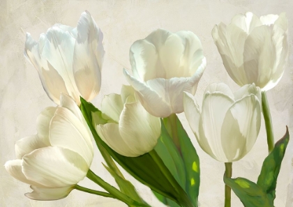 Picture of WHITE TULIPS