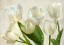 Picture of WHITE TULIPS