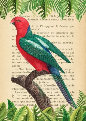 Picture of THE AUSTRALIAN KING PARROT- AFTER LEVAILLANT