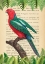 Picture of THE AUSTRALIAN KING PARROT- AFTER LEVAILLANT