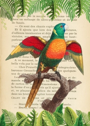 Picture of THE BLUE-HEADED PARROT- AFTER LEVAILLANT