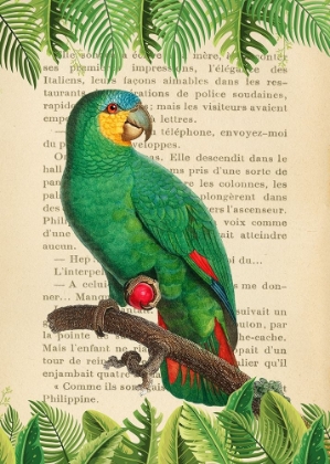 Picture of THE ORANGE-WINGED AMAZON- AFTER LEVAILLANT