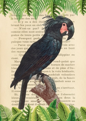 Picture of THE PALM COCKATOO- AFTER LEVAILLANT