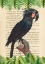 Picture of THE PALM COCKATOO- AFTER LEVAILLANT