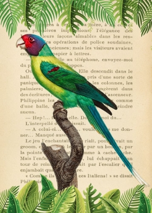 Picture of THE PLUM-HEADED PARAKEET- AFTER LEVAILLANT