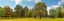 Picture of TREES IN A PARK