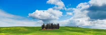 Picture of CYPRESSES- VAL DORCIA- TUSCANY