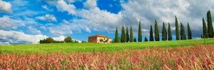 Picture of LANDSCAPE WITH CYPRESS ALLEY AND SAINFOINS- SAN QUIRICO DORCIA- TUSCANY