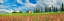 Picture of LANDSCAPE WITH CYPRESS ALLEY AND SAINFOINS- SAN QUIRICO DORCIA- TUSCANY