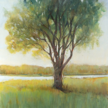 Picture of SHADE TREE II